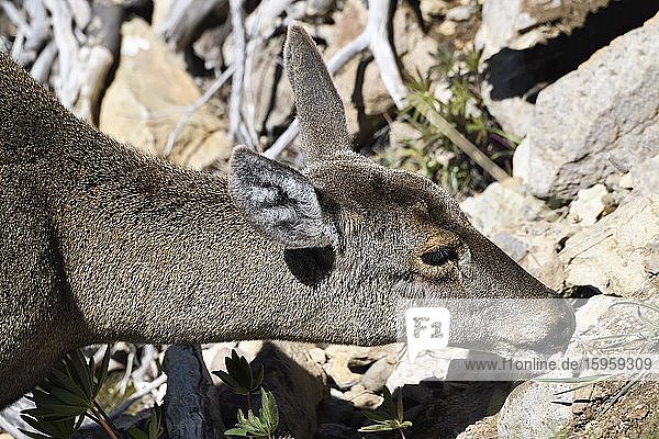 Weibchen Südandenhirsch (Hippocamelus bisulcus) leckt an Felsen  Region Aysen  Patagonien  Chile  Südamerika