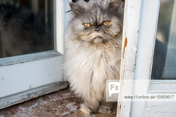 Graue Plüschkatze sitzt während der Coronavirus-Quarantäne am offenen Fenster.