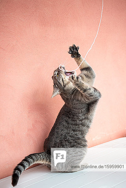 Nahaufnahme einer grau gestromten Katze die mit einem Stück Schnur spielt.