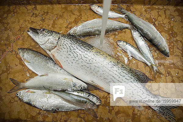 Frischer Fisch  der in einem Waschbecken gefangen und gewaschen wird  ein großer Lachs und kleine Forellen und Makrelen.