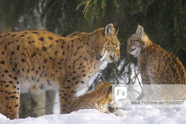 Drei Lynx im Wald  Nationalpark Bayerischer Wald  Bayern  Deutschland