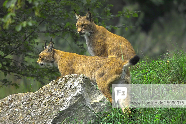 Zwei Lynx im Wald  Nationalpark Bayerischer Wald  Bayern  Deutschland