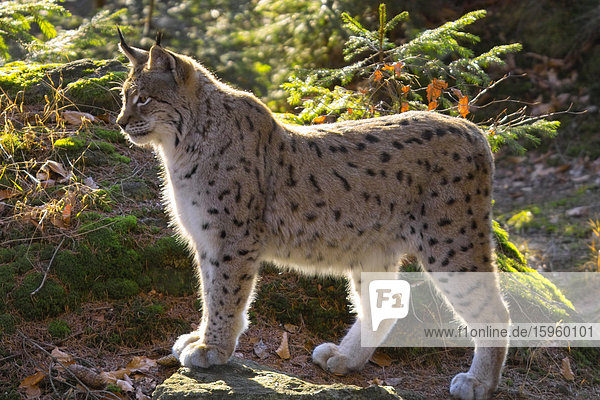 Nahaufnahme der Lynx Standing im Wald  Nationalpark Bayerischer Wald  Bayern  Deutschland