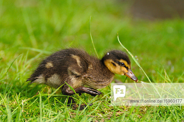 Nahaufnahme der Stockente (Anas Platyrhynchos) Duckling Wandern im Feld