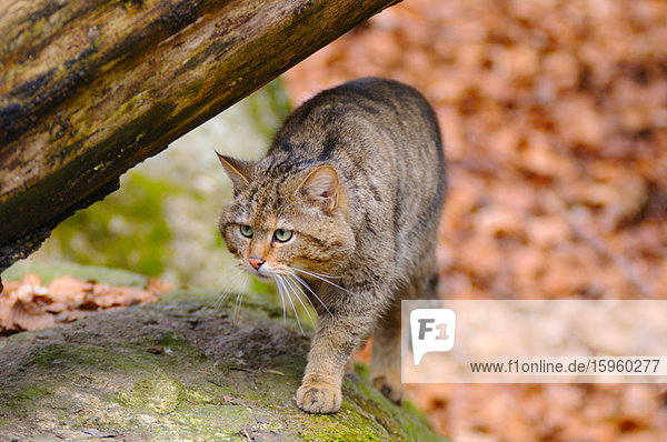 Nahaufnahme einer Wildkatze (Felis Silvestris) beim Spaziergang im Wald