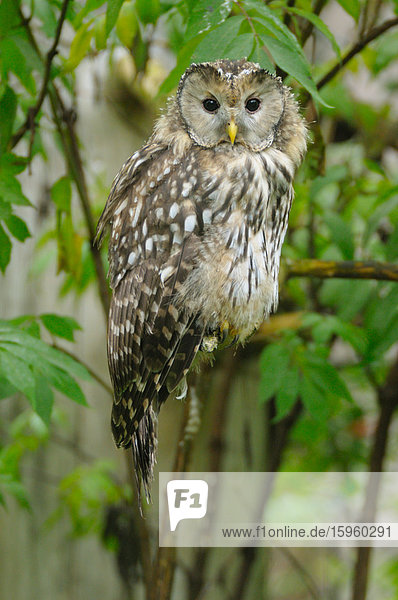 Nahaufnahme-Owl hocken auf Zweig