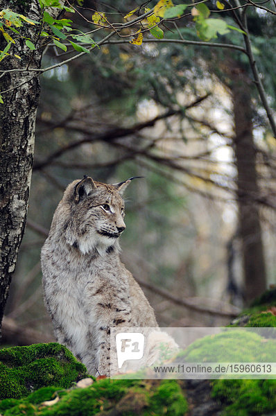 Bobcat (Lynx rufus) sitzend im Wald  Bayern  Deutschland
