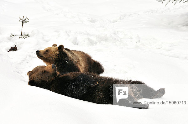 Zwei Braunbären (Ursus Arctos) spielen im Schnee  Nationalpark Bayerischer Wald  Bayern  Deutschland