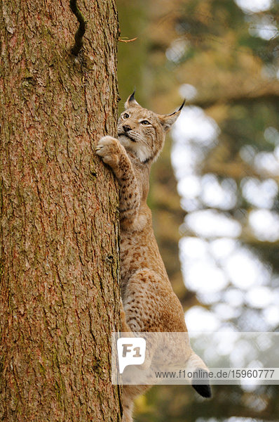 Bobcat (Lynx rufus) klettert auf einen Baum im Wald  Nationalpark Bayerischer Wald  Bayern  Deutschland