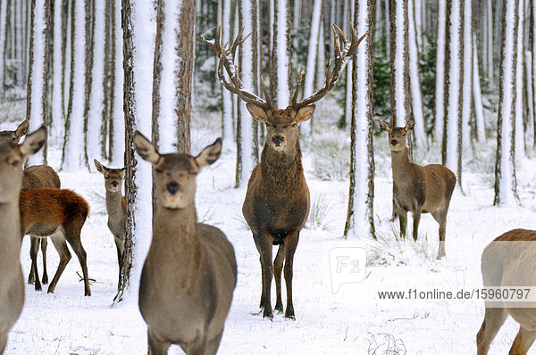 Herde von Red Deer (Cervus Elaphus) im Wald  Franken  Bayern  Deutschland