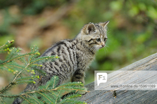 Young wildcat (Felis silvestris) on a tree trunk  Bavarian Forest  Germany