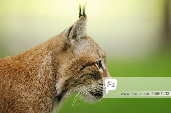 Luchs (Lynx lynx)  Bayrischer Wald  Deutschland  Profilansicht