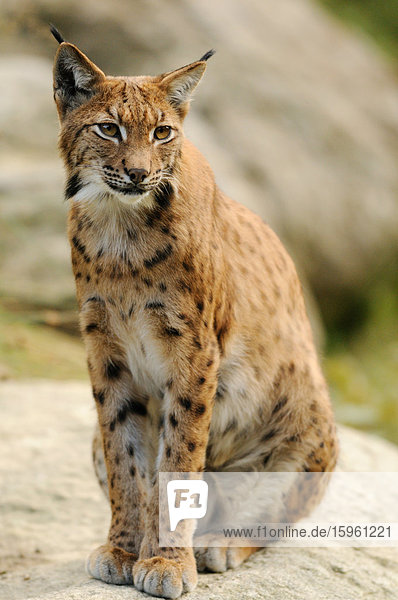 Luchs (Lynx lynx) auf Felsen sitzend  Bayrischer Wald  Deutschland  Ganzansicht