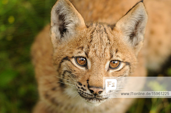 Junger Luchs (Lynx lynx) nach oben in Kamera blickend  Bayrischer Wald  Deutschland  Close-up