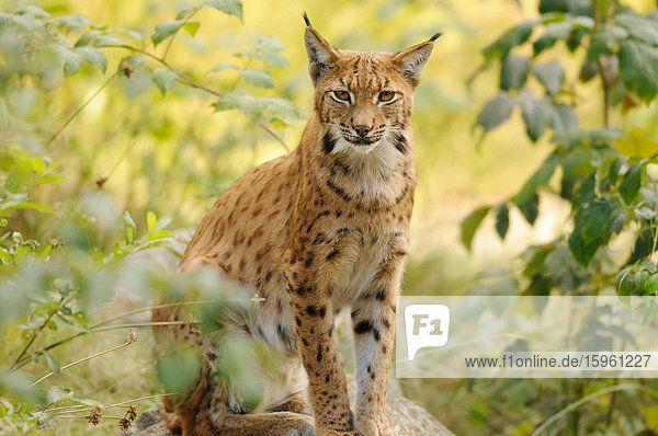 Ausgewachsener Luchs (Lynx lynx) auf Fels sitzend  Bayrischer Wald  Deutschland  Blick in die Kamera
