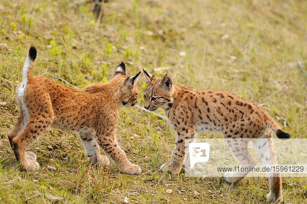 Zwei junge Luchse (Lynx lynx) einander gegenüber stehend  Bayrischer Wald  Deutschland  Seitenansicht