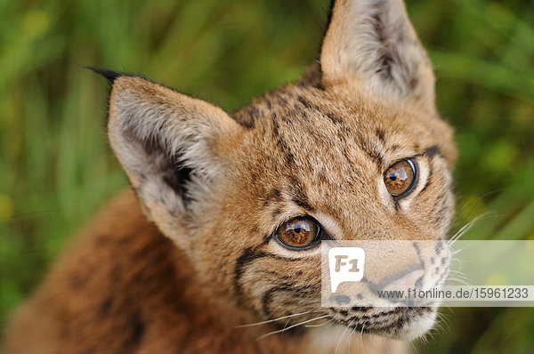 Luchsjunges (Lynx lynx)  Bayrischer Wald  Deutschland  Blick in die Kamera  Portrait