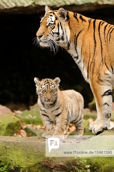 Sibirischer Tiger (Panthera tigris altaica) mit einem Jungen  Zoologischer Tiergarten Augsburg  Deutschland