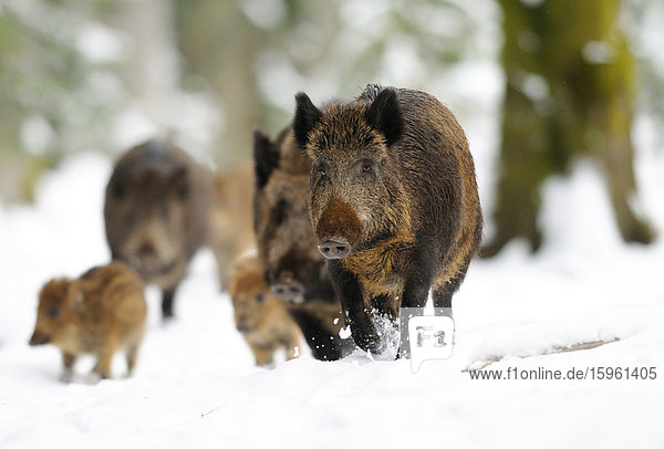 Wildschweine (Sus scrofa) im Schnee