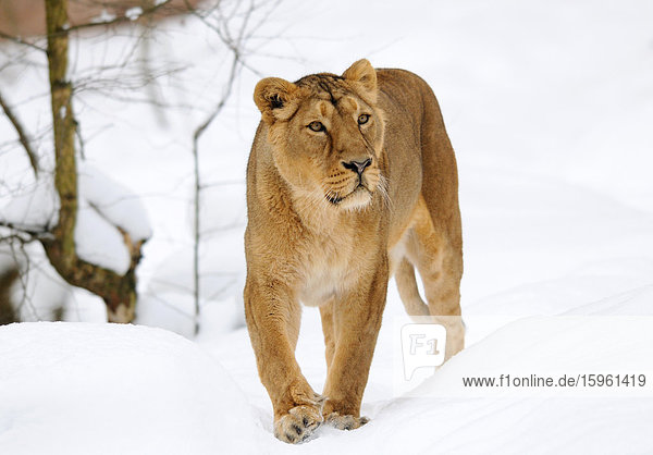Löwe (Panthera leo) durch den Schnee gehend  Frontalansicht