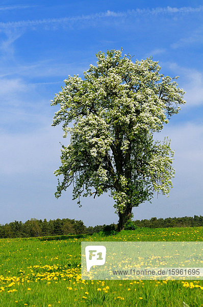 Blühender Birnbaum auf einer Löwenzahnwiese  Franken  Deutschland