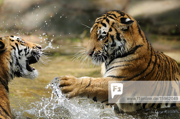 Zwei Sibirische Tiger (Panthera tigris altaica) im Wasser