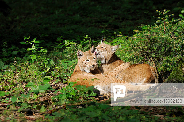 Zwei Luchse (Lynx lynx) liegen nebeneinander