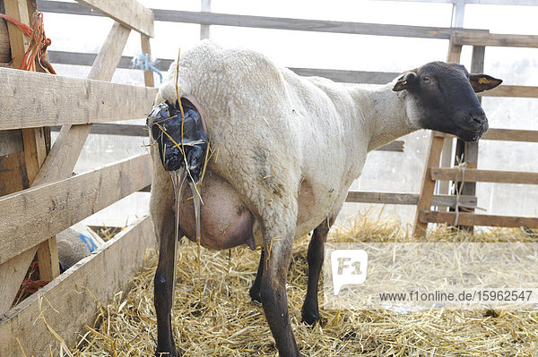 Suffolk-Schaf  Muttertier bei der Geburt
