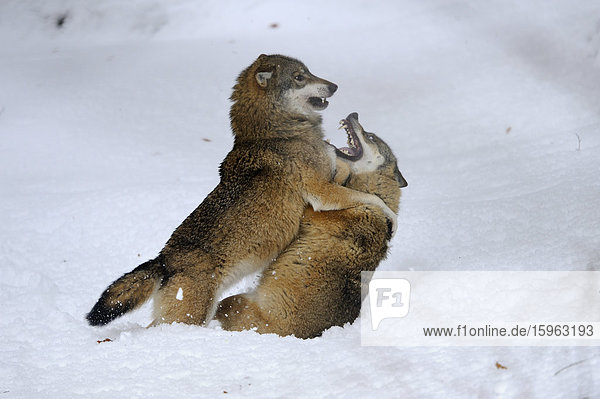 Zwei Wölfe (Canis lupus) kämpfen im Schnee