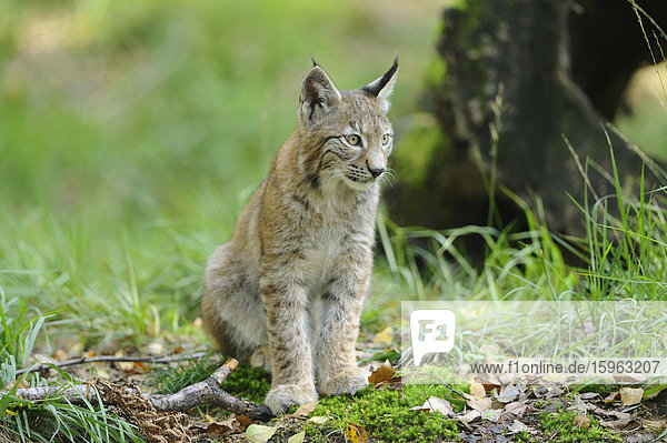 Junger Eurasischer Luchs (Lynx lynx)