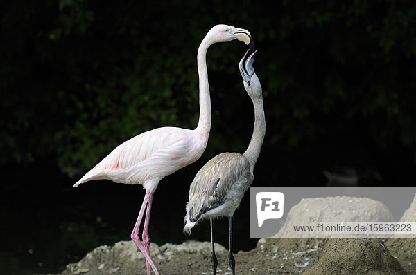 Zwei Rosa Flamingos (Phoenicopterus roseus)