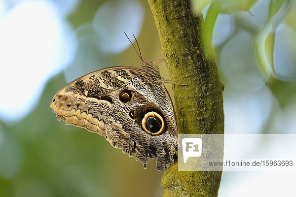 Schmetterling Bananenfalter (Caligo eurilochus) auf einem Ast