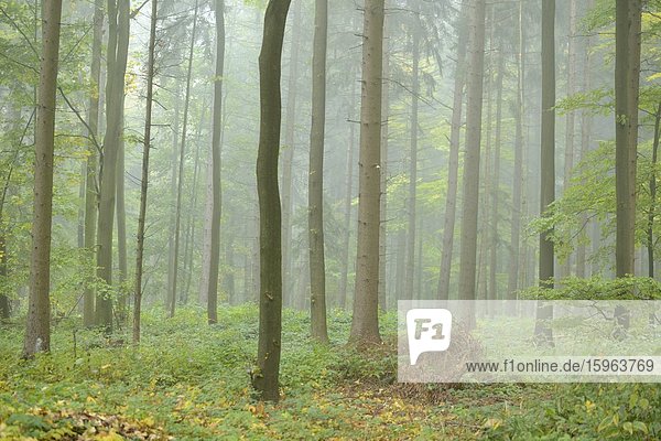 Buchenwald im Herbst  Oberpfalz  Bayrn  Deutschland