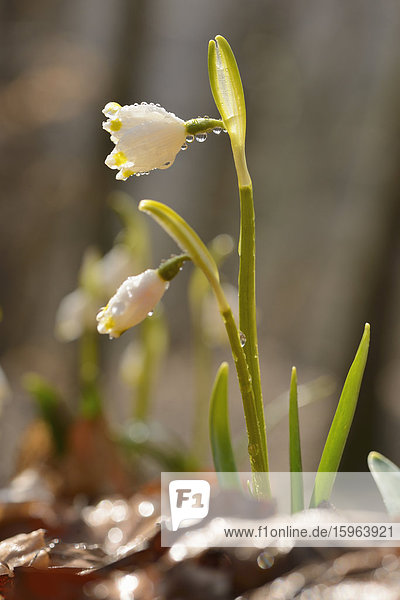 Frühlingsknotenblume (Leucojum vernum)