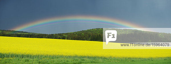 Regenbogen über einem Rapsfeld in der Oberpfalz  Bayern  Deutschland