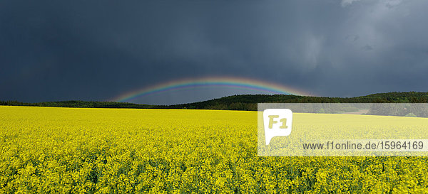 Regenbogen über einem Rapsfeld in der Oberpfalz  Bayern  Deutschland