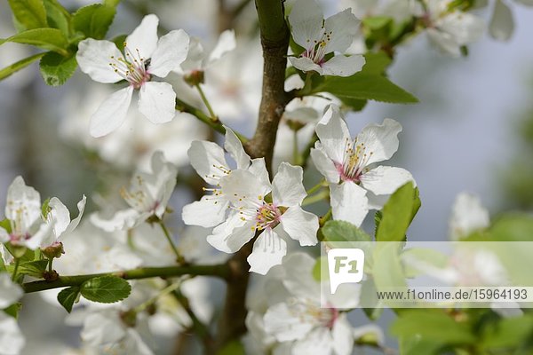 Blüten eines Schlehdorns (Prunus spinosa) im Frühling
