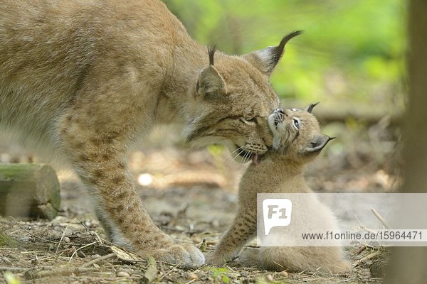 Junger Eurasischer Luchs (Lynx lynx) mit Mutter in einem Wald  Bayern  Deutschland