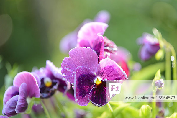 Blüten von Garten-Stiefmütterchen (Viola wittrockiana)  close-up