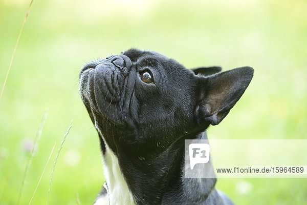 Französische Bulldogge schaut nach oben  close-up