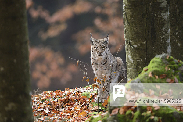 Luchs (Lynx lynx) im Bayerischen Wald  Deutschland