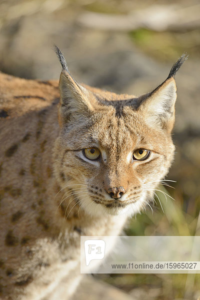 Luchs (Lynx lynx) im Bayerischen Wald  Deutschland