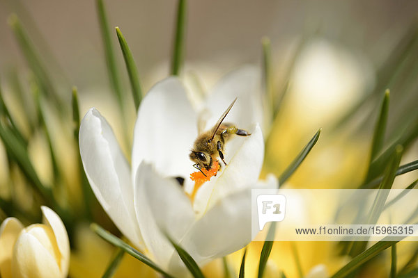Honigbiene  Apis mellifera  auaf einem Frühlings-Krokus  Crocus vernus  Oberpfalz  Bayern  Deutschland  Europa