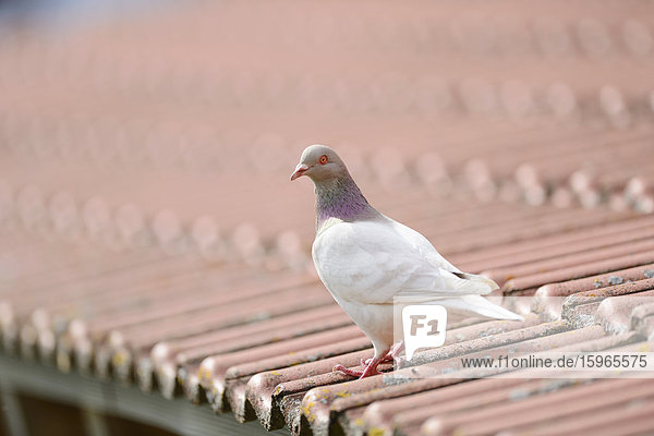 Texanische Taube auf einem Dach sitzend