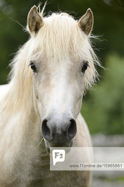 Portrait eines Ponies
