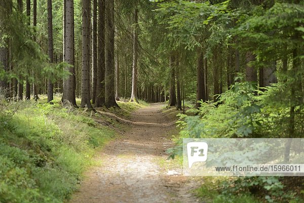Weg durch einen Fichtenwald  Bayern  Deutschland