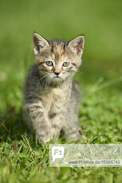 Domestic cat kitten on a meadow