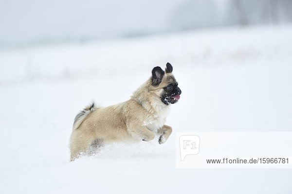 Chihuahua und Mops-Mischlingshund rennt im Schnee
