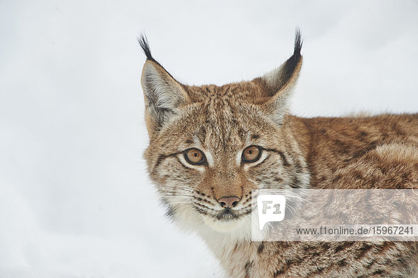 Luchs  Lynx lynx  Nationalpark Bayerischer Wald  Bayern  Deutschland  Europa