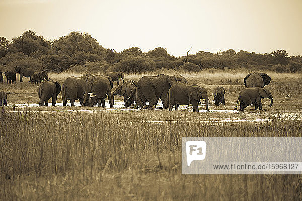 Eine Elefantenherde an einer Wasserstelle in einem Wildreservat  erwachsene Tiere und Kälber.